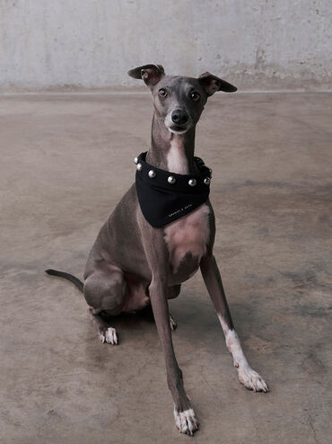 Collar de perro metálico con adornos de cuentas, Noir, hi-res