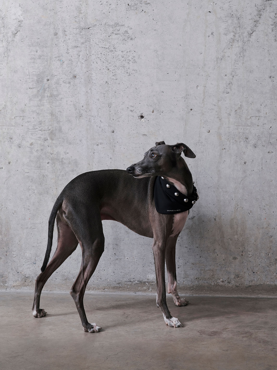 Gray dog sale collar